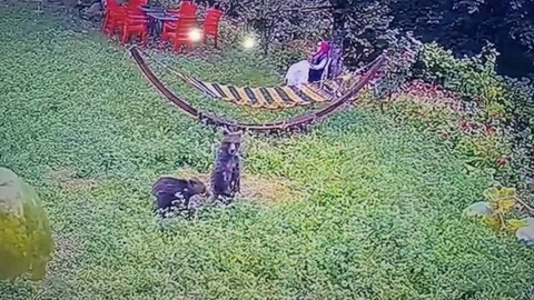 Yavru Ayılar Bahçeye Girdi