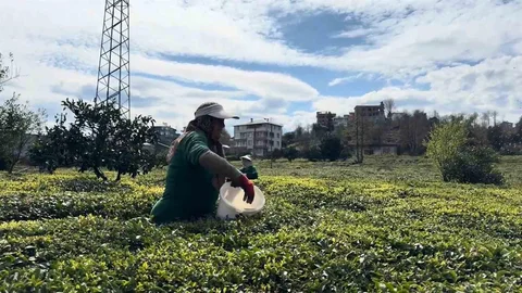 Rize'de Çay Üreticileri Sezona Hazırlanıyor