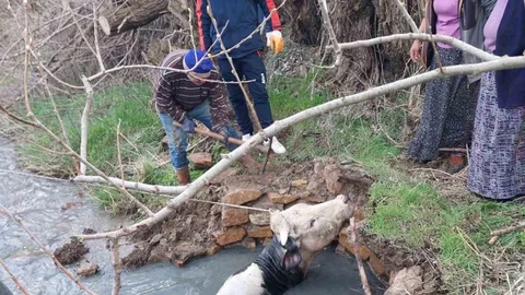 Yozgat'ta Kuya Düşen Büyükbaş Kurtarıldı