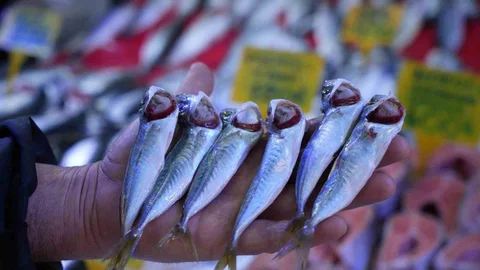 Sezon Sonunda İstavrit Fiyatları Düştü