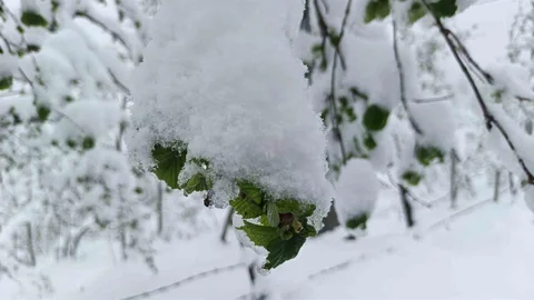 Ordu'da Zirai Don Uyarısı Yapıldı
