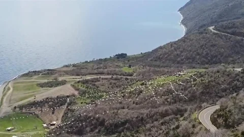 Tekirdağ'da Pelikanların Senkronize Uçuşu