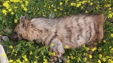 Şanlıurfa'da Sırtlan Telef Oldu