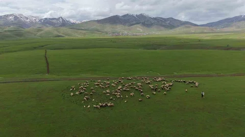 Muş'ta Sığırcık Kuşları Görsel Şölen Sunuyor