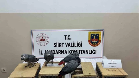 Siirt'te Kaçak Jako Papağan Ele Geçirildi