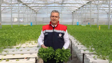 Çarşamba'da İlk Hidroponik Maydanoz Hasadı Yapıldı