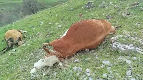 Elazığ'da Yıldırım Çarpması İneklere Zarar Verdi