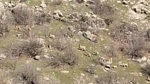 Diyarbakır'da Yaban Hayvanı Popülasyonu Artıyor