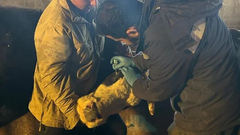 Çayırlı'da Hayvan Aşılama Çalışmaları Devam Ediyor