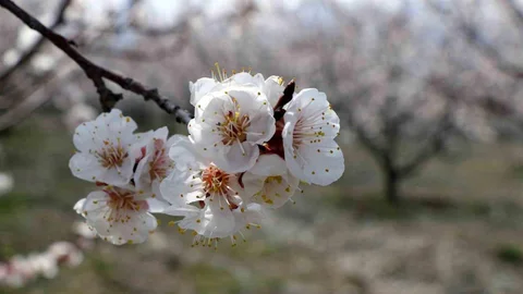 Erzincan'da Bahar Renk Cümbüşü