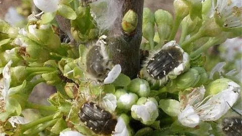 Meyve Üreticilerine Zararlı Uyarısı