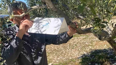 Aydın'da Zeytin Güvesine Karşı Mücadele Başladı