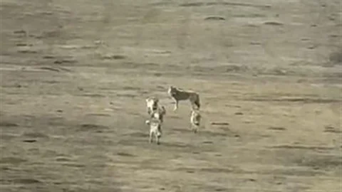 Kurt Sürüsü Ardahan'da Görüntülendi