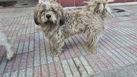 Eskişehir'de Beyaz Köpeğin Kirlenmesi