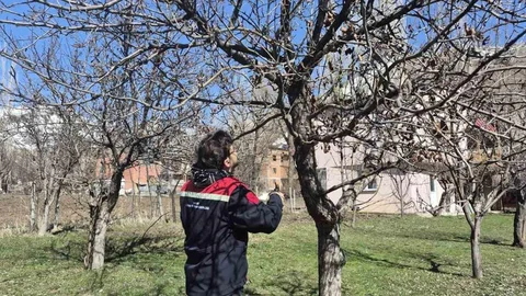 Aydıntepe'de Meyve Bahçelerinde Budama Çalışmaları Devam Ediyor