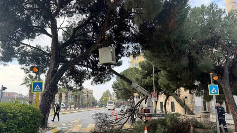 Aydın'da Estetik Peyzaj Çalışması