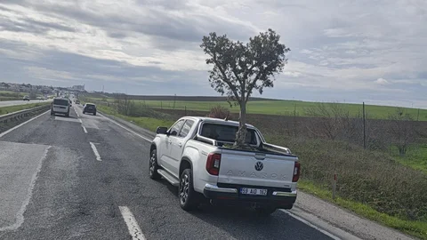Tekirdağ'da Pikapta Zeytin Ağacı Taşındı