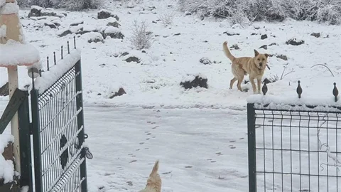 Ankara'da Nisan Ayında Kar Yağışı