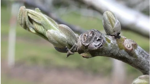 Salihli'de Ceviz Üreticilerine Uyarı