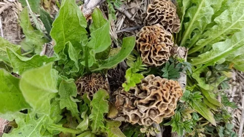 Hisarcık'ta Kuzugöbeği Mantar Sezonu Başladı