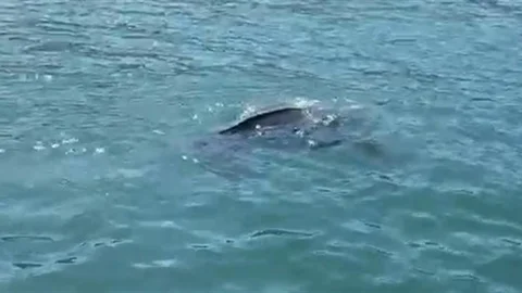 Rize'de Nadir Kaplumbağa Görüntülendi