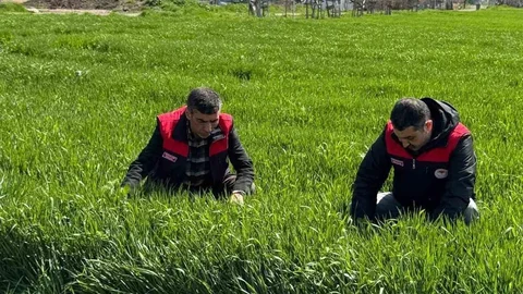 Elazığ'da Hububat Üreticilerine Uyarı