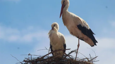 Kuşadası'nda Leylekler Yeniden Yuva Kurdu