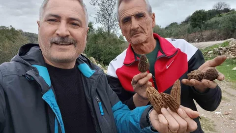 Manisa'da Kuzugöbeği Mantarına İlgi Artıyor