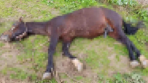 Şanlıurfa'da Yıldırım Düşmesi Sonucu Hayvan Telef Oldu