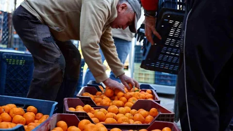 Mandalin Üreticisine 5 Milyon TL Destek