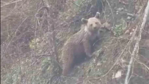 Sinop’ta Yavru Ayı Görüntülendi