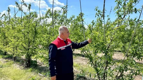 Kırıkhan'da Şeftali Üretimi İncelendi