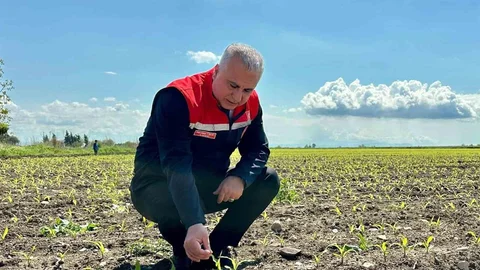 Kırıkhan'da Mısır Alanları İncelendi