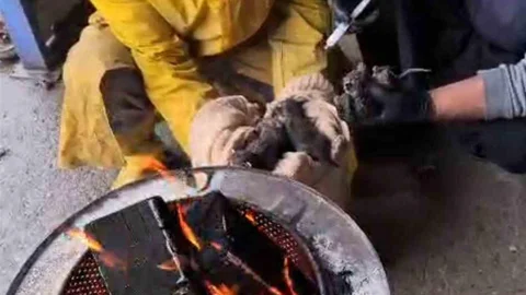 Adana'da Yavru Kedilere Şefkat Eli