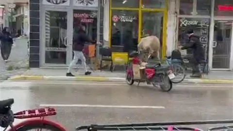 Sahibinden Kaçan İnek Eğlenceli Anlar Yaşattı