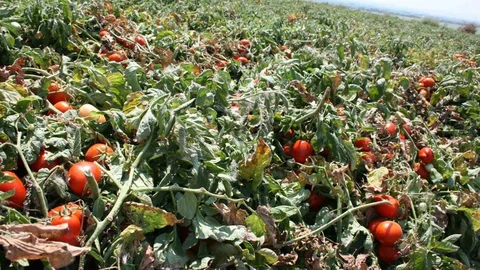 Karacabey'de Salçalık Domates Ekiminde Artış Bekleniyor
