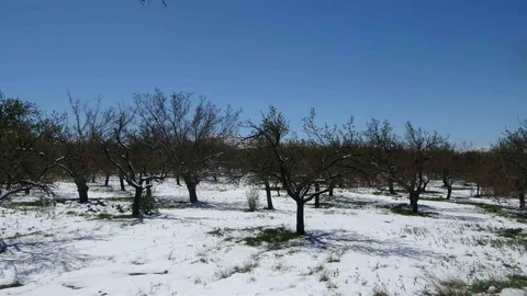 Malatya'da Kayısı Üreticileri Endişeli