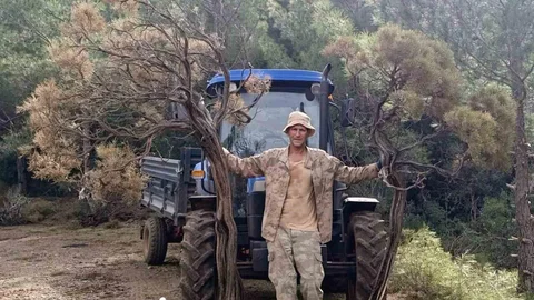 Kuru Geven Ekonomik Fırsata Dönüşüyor