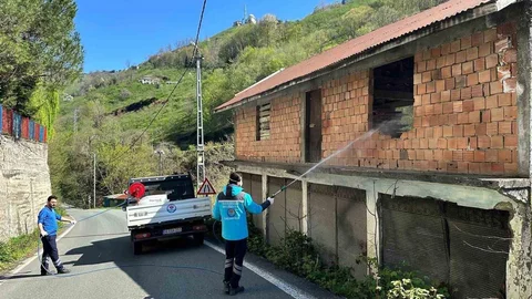 Trabzon'da Kokarca Mücadelesi Devam Ediyor