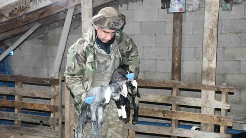 Yozgat'ta Keçi Yetiştiriciliği İyileşiyor