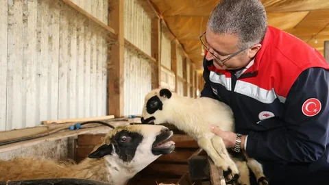 Bafra'da Organik Hayvancılık İncelemesi
