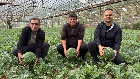 Antalya'da Kış Karpuzu Hasadı Başlıyor