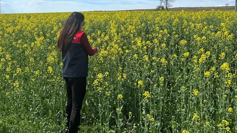 Pehlivanköy'de Kanola İncelemesi