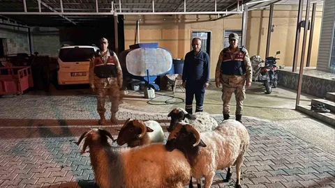 Kilis'te Kayıp Hayvanlar Bulundu