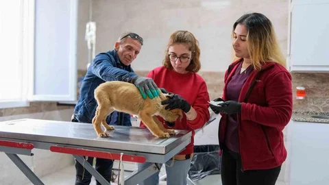 Menemen'de Hayvan Tedavisinde Rekor Başarı