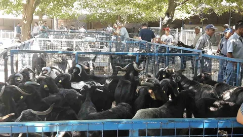 Muğla'da Şap Hastalığı Kontrol Altında