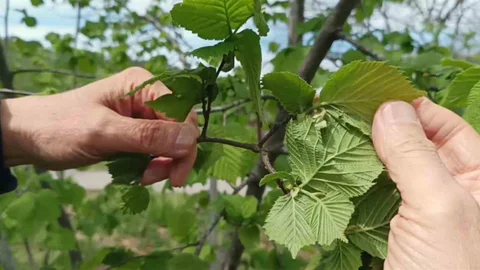 Giresun'da Fındık Üreticileri Endişeli
