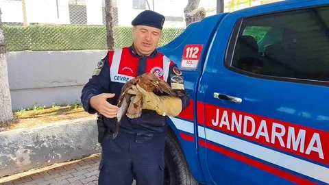 Yozgat'ta Yaralı Şahin Kurtarıldı