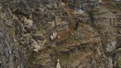 Kocaeli'de Kayalıklarda Mahsur Kalan Keçiler Kurtarıldı