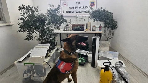 Yasadışı Kenevir Eken Şahıs Kayseri'de Yakalandı